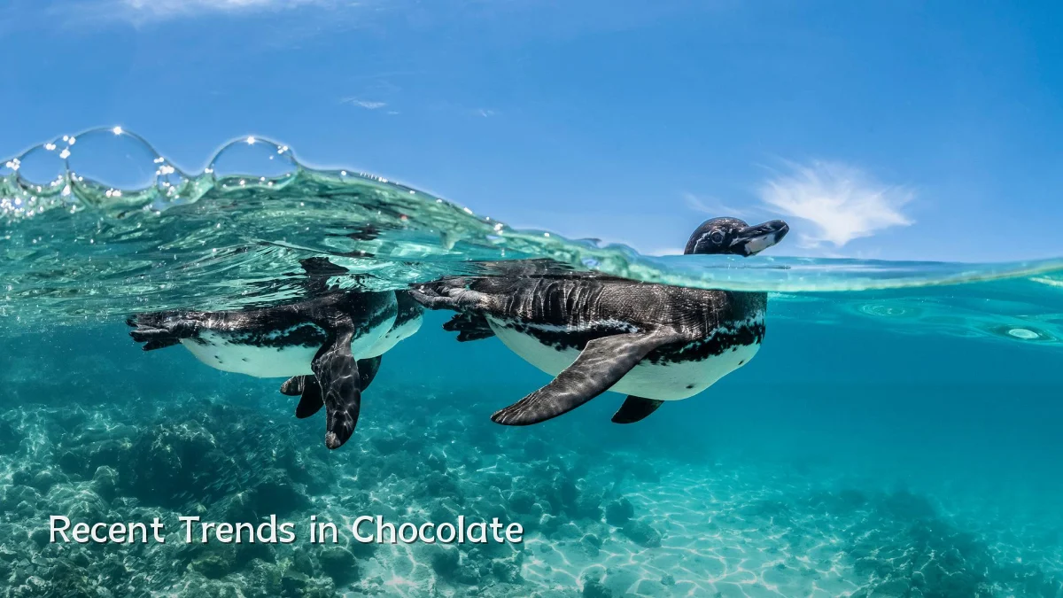 Recent Trends in Chocolate