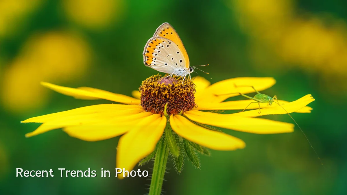 Recent Trends in Photo