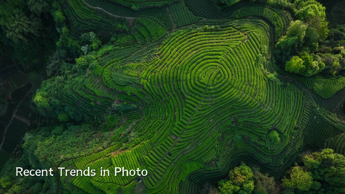 Recent Trends in Photo